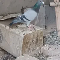 یکی پلاکی سبز دوخط نر  فروشی