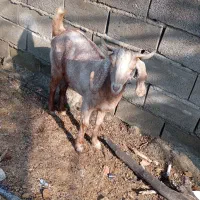 گیسه سرحال چاق