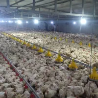 فروش یا اجاره مرغداری صنعتی فعال