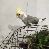 عروس هلندی