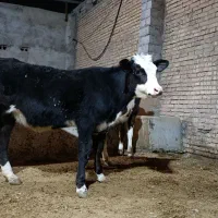 گوساله ماده ۴ عدد سمنتال