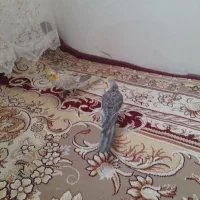 عروس هلندی نر و ماده