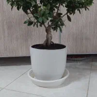 بونسای جنسینگ|گل و گیاه طبیعی|اصفهان, خانه اصفهان|دیوار