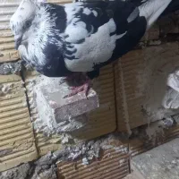 ۳ عدد نره پرشتی|پرنده|خرمآباد, |دیوار