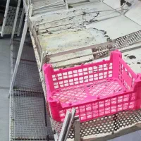 دکور میوه فروشی|فروشگاه و مغازه|شیراز, گویم|دیوار