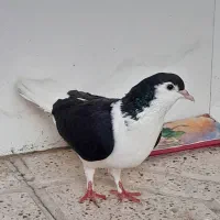 ۲عدد کفتریکی نرویکی ماده
