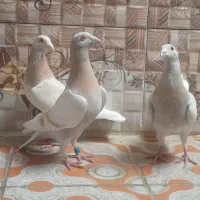 تعدادی پرنده