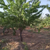 فروش باغ بادام ۲۰۰۰۰متری