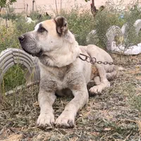 سرابی|سگ|تهران, آسمان|دیوار