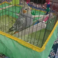 عروس هلندی
