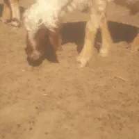 قوچ