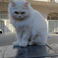گربه