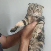 بچه گربه تبی فلد|گربه|تهران, بلوار کشاورز|دیوار