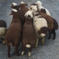 گوسفند میش بره|حیوانات مزرعه|سنندج, |دیوار