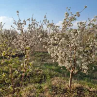 باغچه 150متری450میل.یون/اقساط/90کیلومتری پایتخت|فروش خانه و ویلا|تهران, تهرانپارس شرقی|دیوار