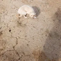 فروش سگخانگی|سگ|ابرکوه, |دیوار