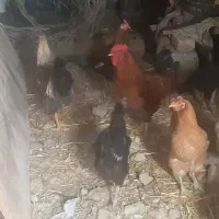 دوتا خروس بزرگ