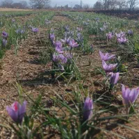 فروشه زعفران تازه واسه امسال|عمدهفروشی|خرمدره, |دیوار