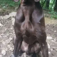 سگ شکاری جهت کشش