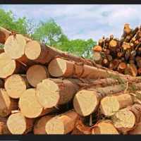 خرید ضایعات چوب تناژ بالا
