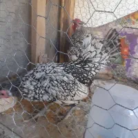 مرغ و خروس سیبرایت|حیوانات مزرعه|زرقان, |دیوار