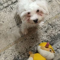 شیتزو تریر باهوش