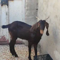 مبلغ 28میلیون|حیوانات مزرعه|ایذه, |دیوار