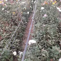 علوفه و گل هرس شده