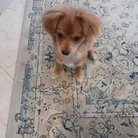 پامر خرسی میکس|سگ|تهران, تهرانسر شمالی|دیوار