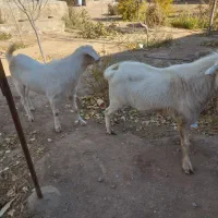 دوعدد تکه سانن|حیوانات مزرعه|سبزوار, بیهق شرقی|دیوار