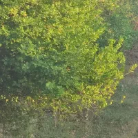 فروش-باغچه-درخت-بزرگ