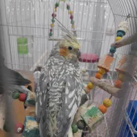 دو عدد عروس هلندی سرحال