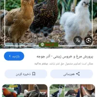 مرغ و خروس محلی.زینتی آلیرام
