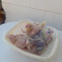 جوجه عروس هلندی ۲۵ روزه ۳۸۰|پرنده|دهلران, |دیوار