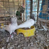 کله ای|پرنده|بم, |دیوار