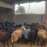 فروش ۷۵ راس میش ابستن