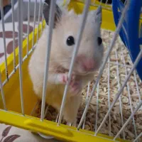 همستر  با قفس