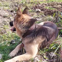 ژرمن|سگ|لاهیجان, آهندان|دیوار