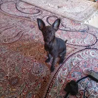 سگ شی واوا روباهی بسیار کم یاب