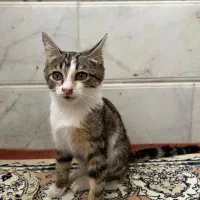 واگذاری بچه گربه تقریبا۳ماهه
