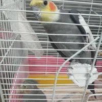 طوطی عروس هلندی