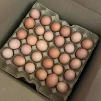 تخم مرغ محلی (بومی .رسمی) گلپایگانی