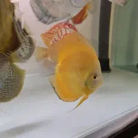 ماهی دیسکس کلکسیونی|ماهی|تهران, شهرک رضویه|دیوار