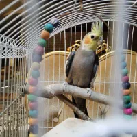 عروس هلندی نر سینامون