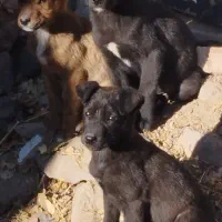 پیتبول|سگ|بازرگان, |دیوار