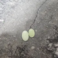 سنگ گوهر شب چراغ