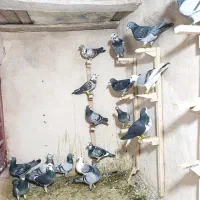 کبوتر پلاکی