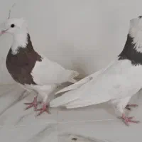 طوقی مهر|پرنده|یزد, |دیوار