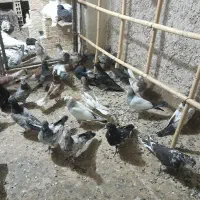 کبوتر درجه یک( جوجه)|پرنده|آران و بیدگل, |دیوار