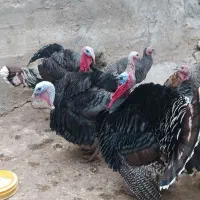 بوقلمون ( محلی )